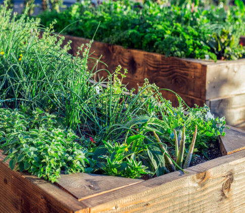 Plants in raised box planters